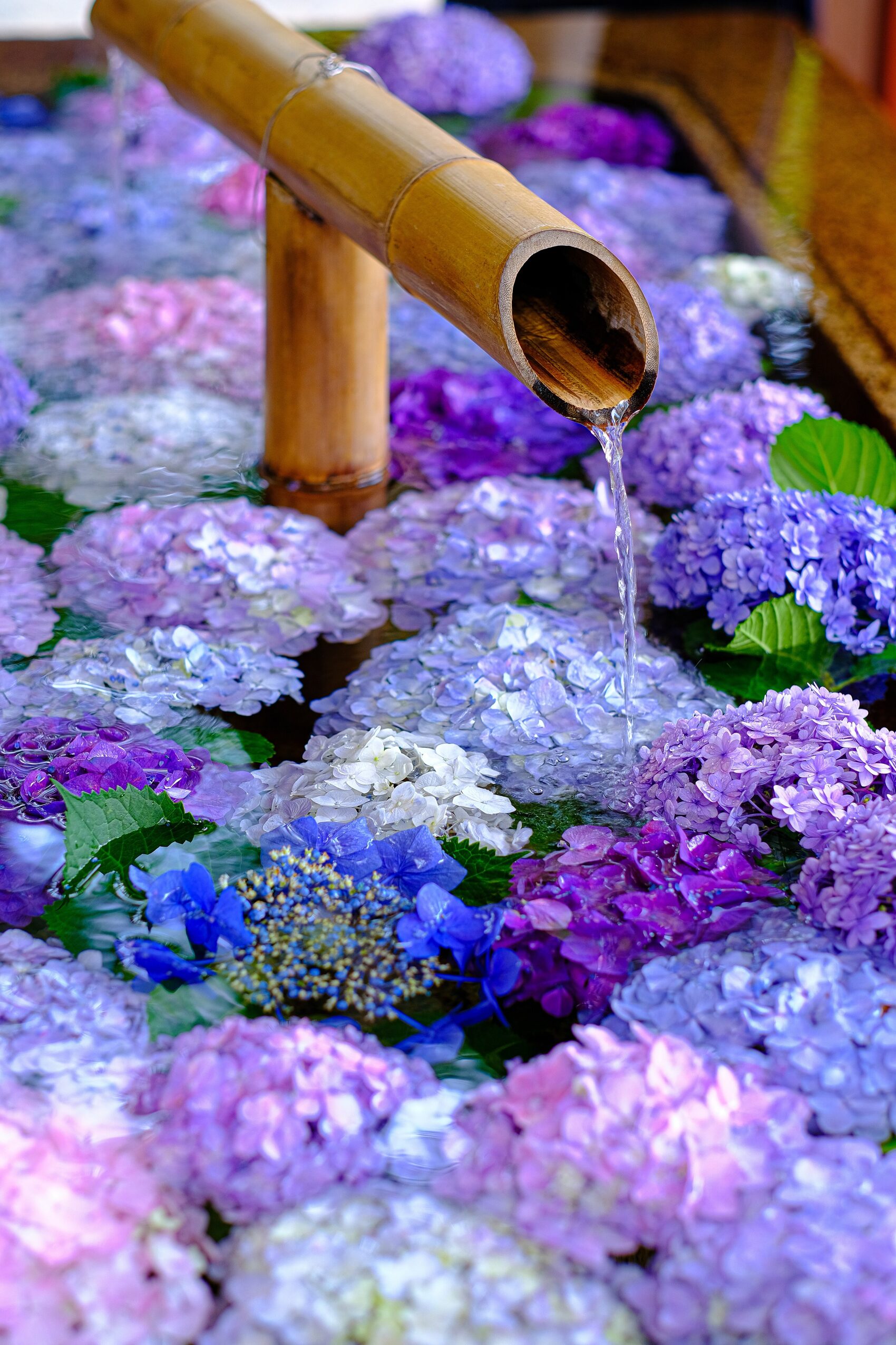 花手水 hanachōzu — seasonal flowers floated on a shrine water basin in Sapporo
