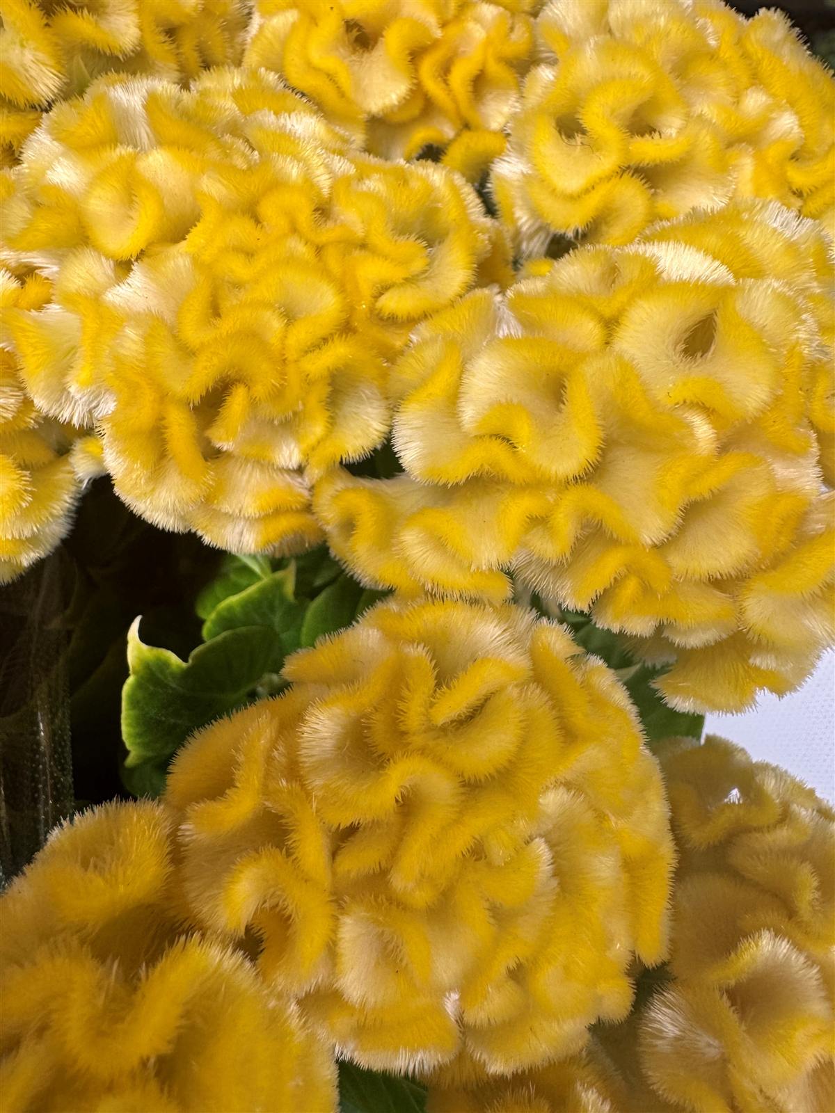 黄色いケイトウ
